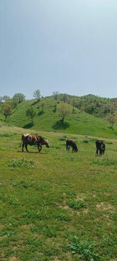 عکس شهر گیلان غرب