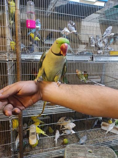 عکس پرنده سرای دیبا