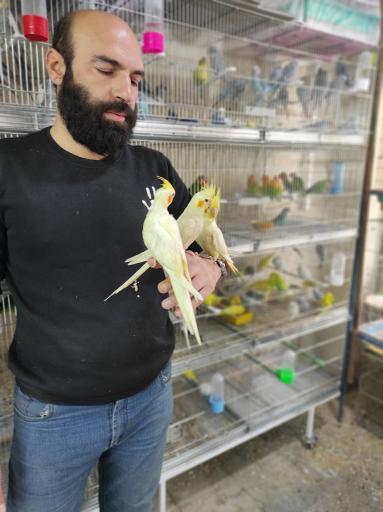 عکس پرنده سرای دیبا