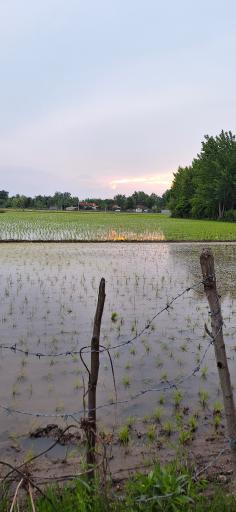 عکس لشت نشاء