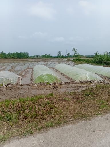 عکس زمین کشاورزی علی زاده