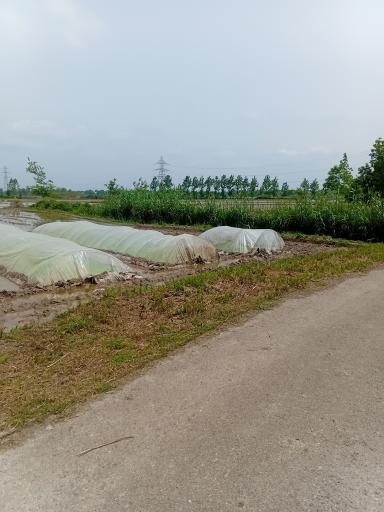 عکس زمین کشاورزی علی زاده