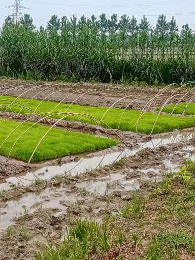 عکس زمین کشاورزی علی زاده