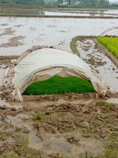 عکس زمین کشاورزی علی زاده