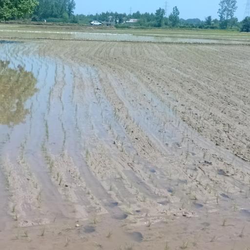 عکس زمین کشاورزی علی زاده