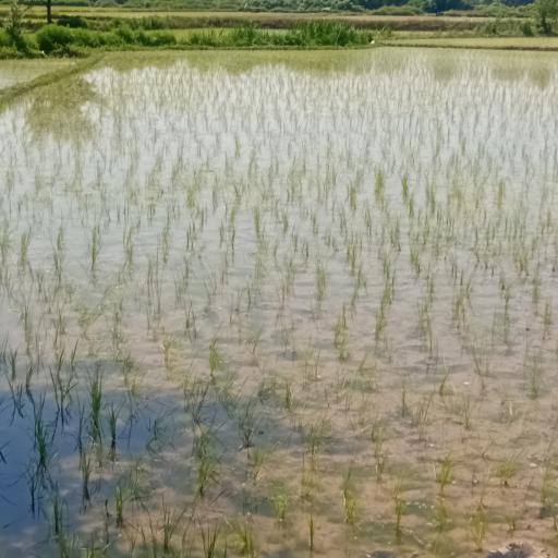 عکس زمین کشاورزی علی زاده