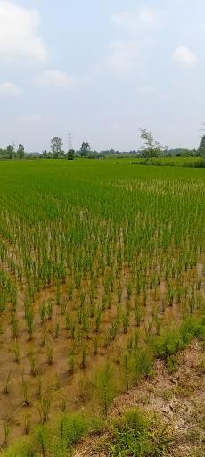 عکس زمین کشاورزی علی زاده