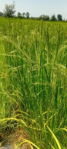 عکس زمین کشاورزی علی زاده