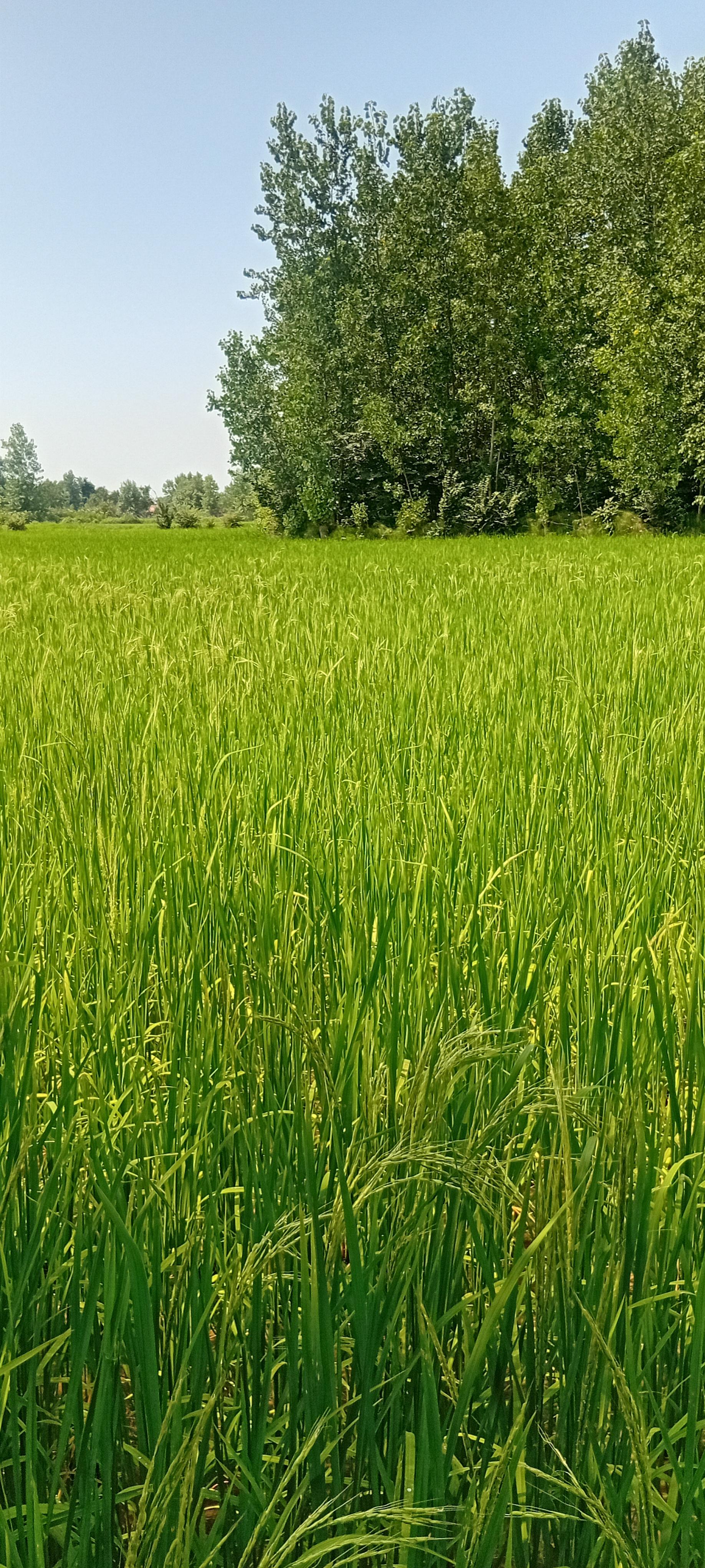 عکس زمین کشاورزی علی زاده