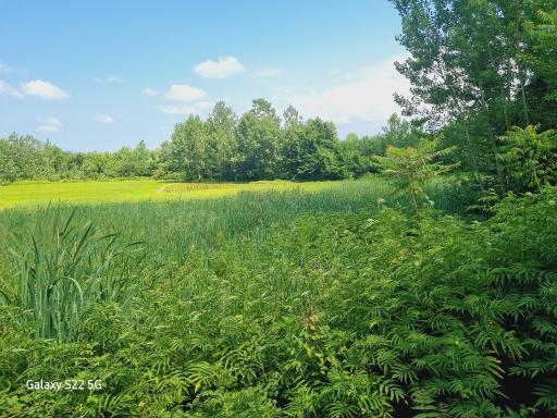 عکس لشت نشاء