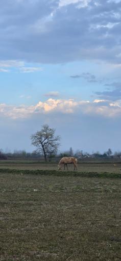 عکس لشت نشاء