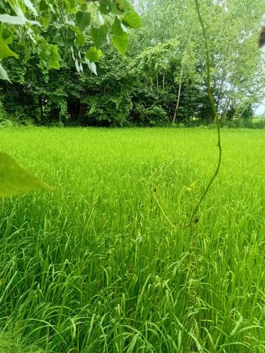 عکس زمین کشاورزی علی زاده