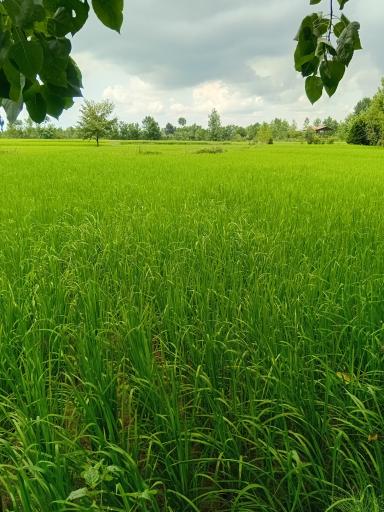 عکس زمین کشاورزی علی زاده