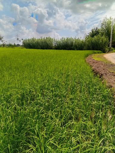 عکس زمین کشاورزی علی زاده