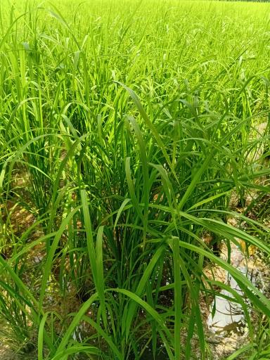عکس زمین کشاورزی علی زاده
