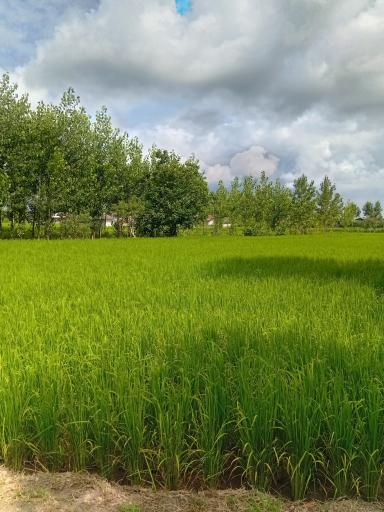 عکس زمین کشاورزی علی زاده