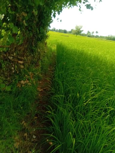 عکس زمین کشاورزی علی زاده