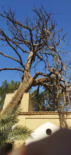 عکس آرامگاه سید ابوالقاسم میرفندرسکی