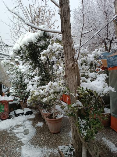 عکس باغچه رستوران کلبه