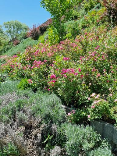 عکس تفرجگاه کیوه رش بام بوکان