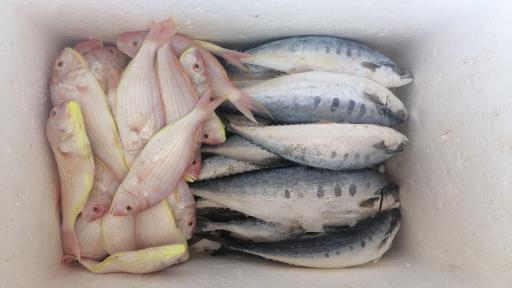 عکس پروتئین مرغ ماهی راشگو