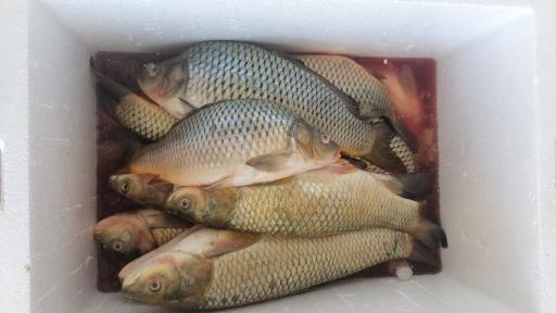 عکس پروتئین مرغ ماهی راشگو