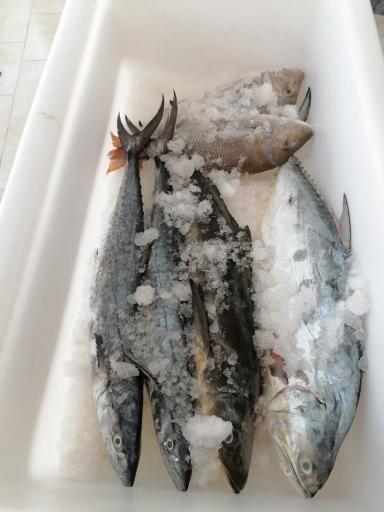 عکس پروتئین مرغ ماهی راشگو