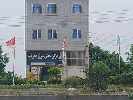 عکس پخش مرغ معرفت