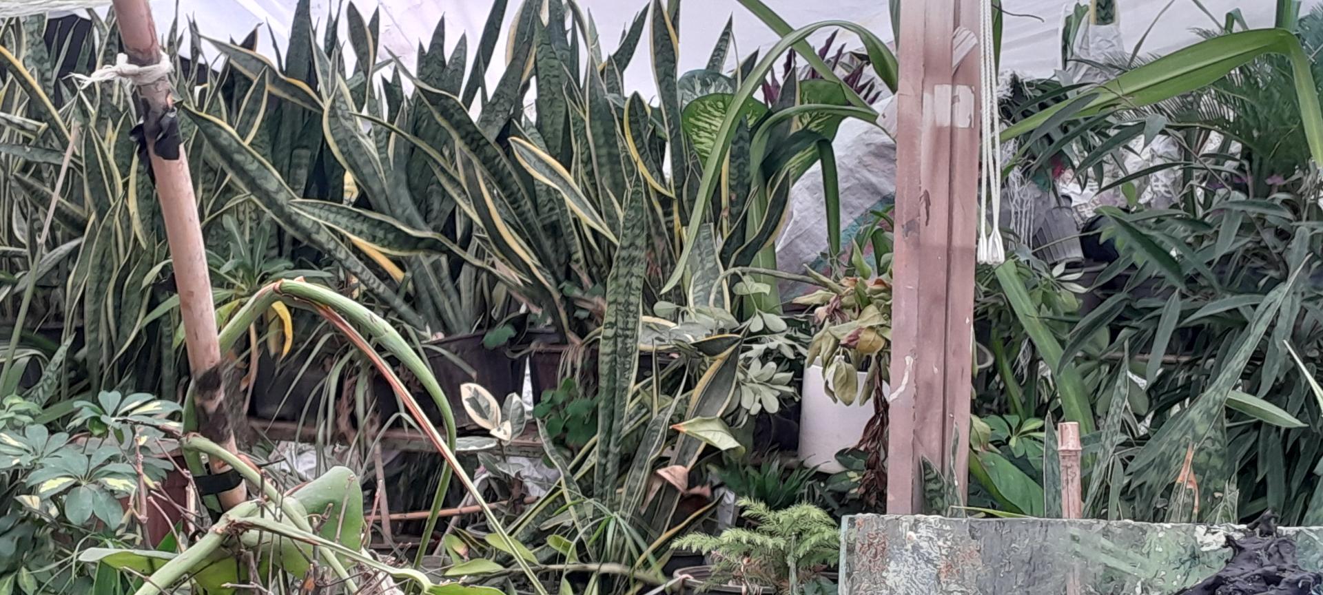 عکس گل و گیاه مزرعه