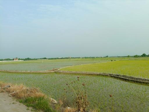 عکس گلوگاه بابل