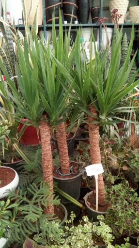 عکس گل و گیاه مزرعه