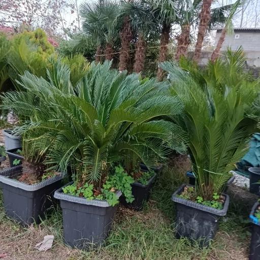 عکس گلفروشی حسینزاده