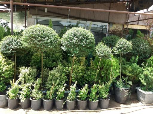 گلفروشی حسینزاده