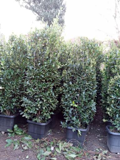 عکس گلفروشی حسینزاده