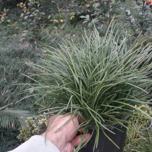 عکس گلفروشی حسینزاده