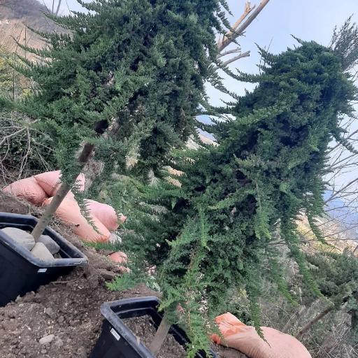 عکس گلفروشی حسینزاده