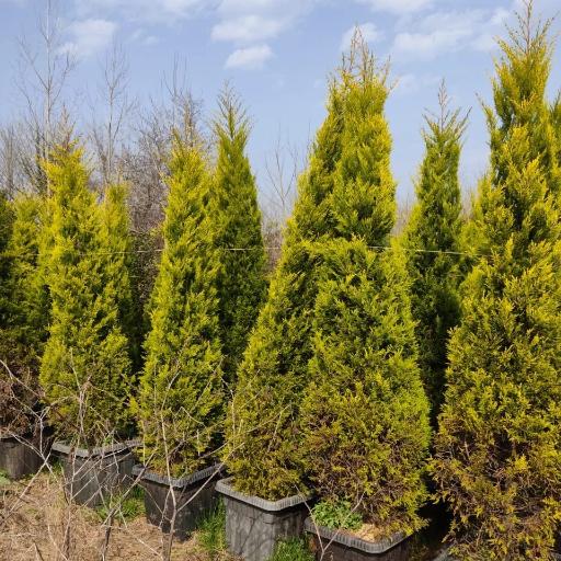 عکس گلفروشی حسینزاده