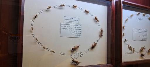 عکس موزه حشره شناسی 