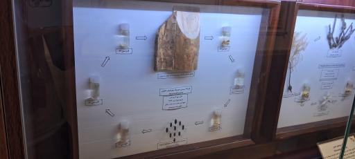 عکس موزه حشره شناسی 