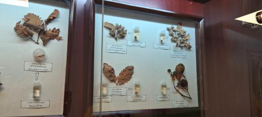عکس موزه حشره شناسی 