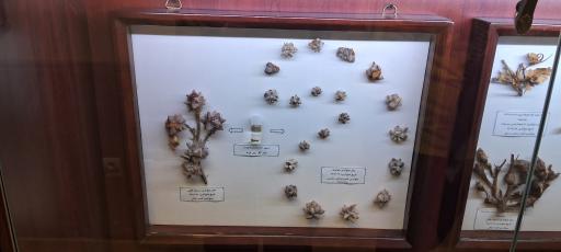 عکس موزه حشره شناسی 