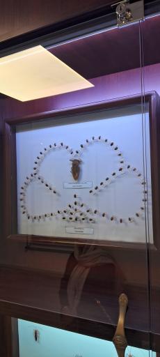 عکس موزه حشره شناسی 