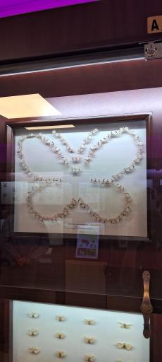 عکس موزه حشره شناسی 