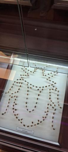 عکس موزه حشره شناسی 