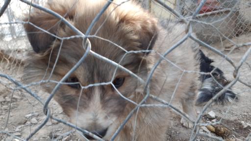 پارک وحش صفه