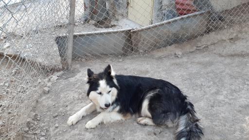 عکس پارک وحش صفه