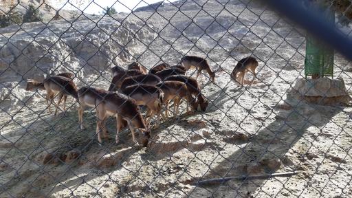 عکس پارک وحش صفه