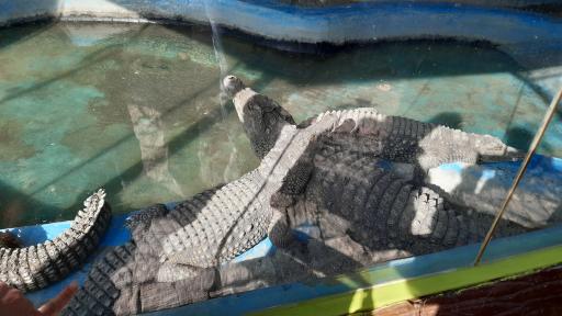 پارک وحش صفه