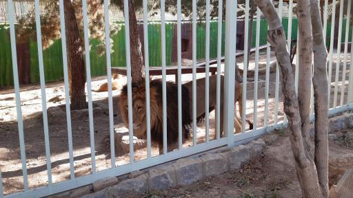 پارک وحش صفه