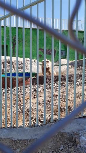 پارک وحش صفه